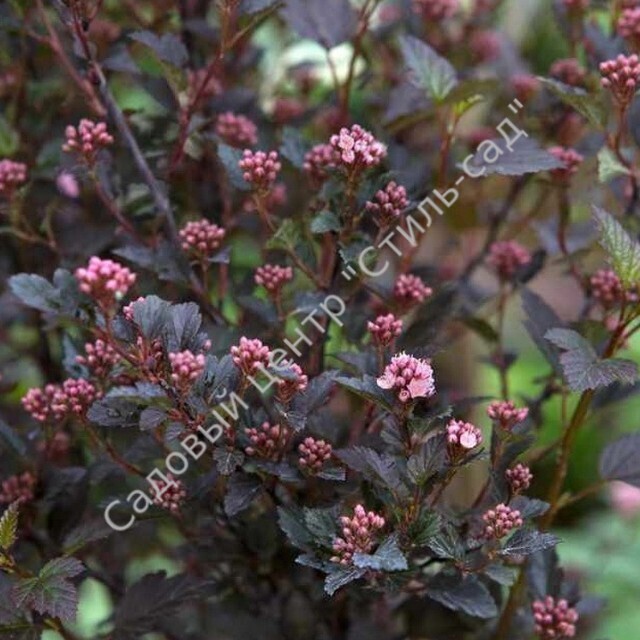 Пузыреплодник калинолистный "Литл девил " (Physocarpus opulifolius "Little Devil"), С10